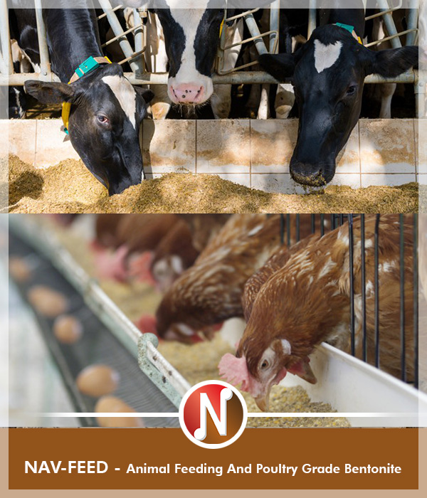 NAV-FEED, Animal Feeding And Poultry Grade Bentonite, Manufacturer and supplier of Bentonite, Bentonite supplier, Bentonite Exporter, Bentonite Mines India, Bentonite Gujarat, Bentonite Manufacturer in India, Bentonite, Bentonite Kutch, Gujarat, Bentonite Minerals