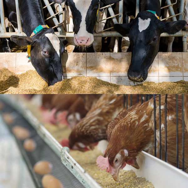 Animal Feeding And Poultry Grade Bentonite