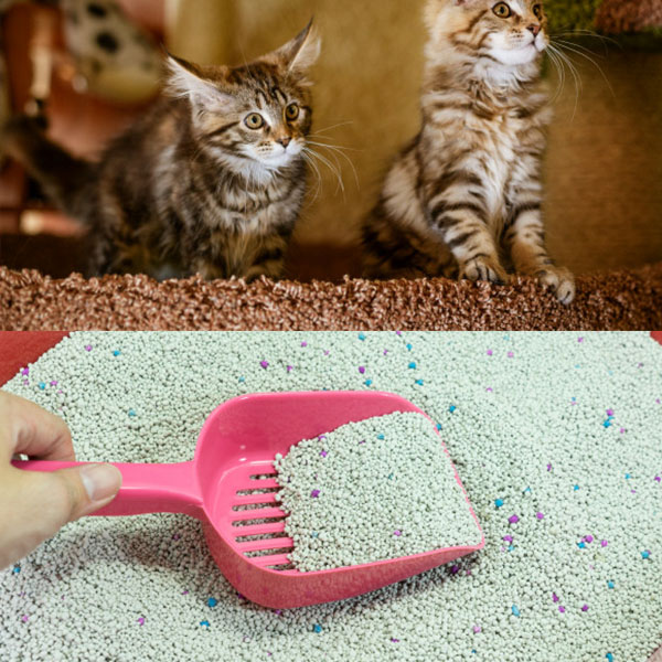  Bentonite Cat-litter.